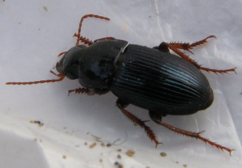 Carabide: Harpalus rubripes